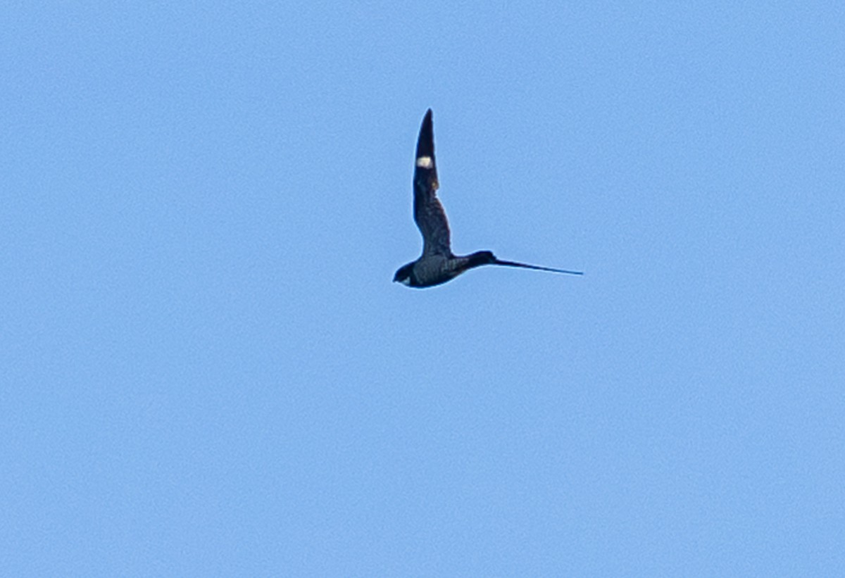 Common Nighthawk - ML638827869
