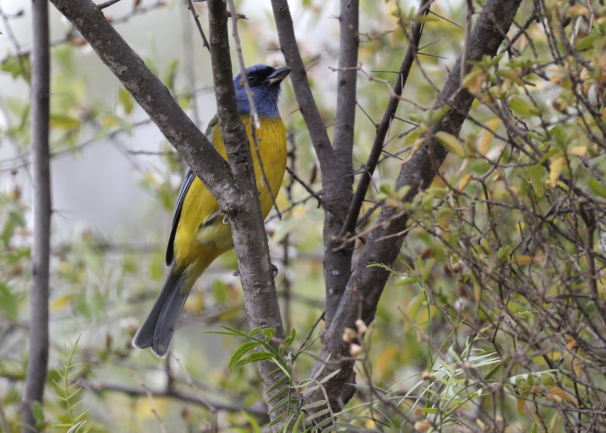 Blue-and-yellow Tanager - ML638827870