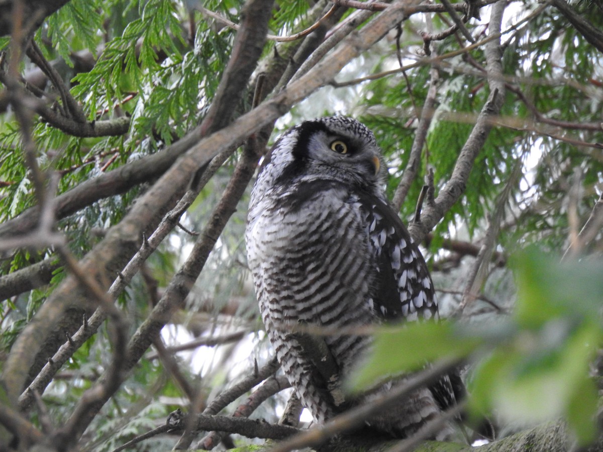 Northern Hawk Owl - ML638827871
