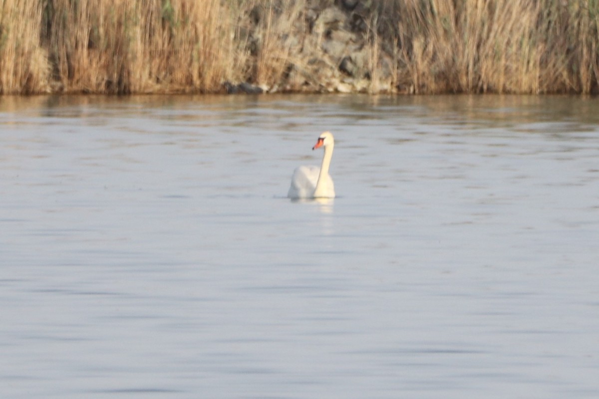 Mute Swan - ML638827872