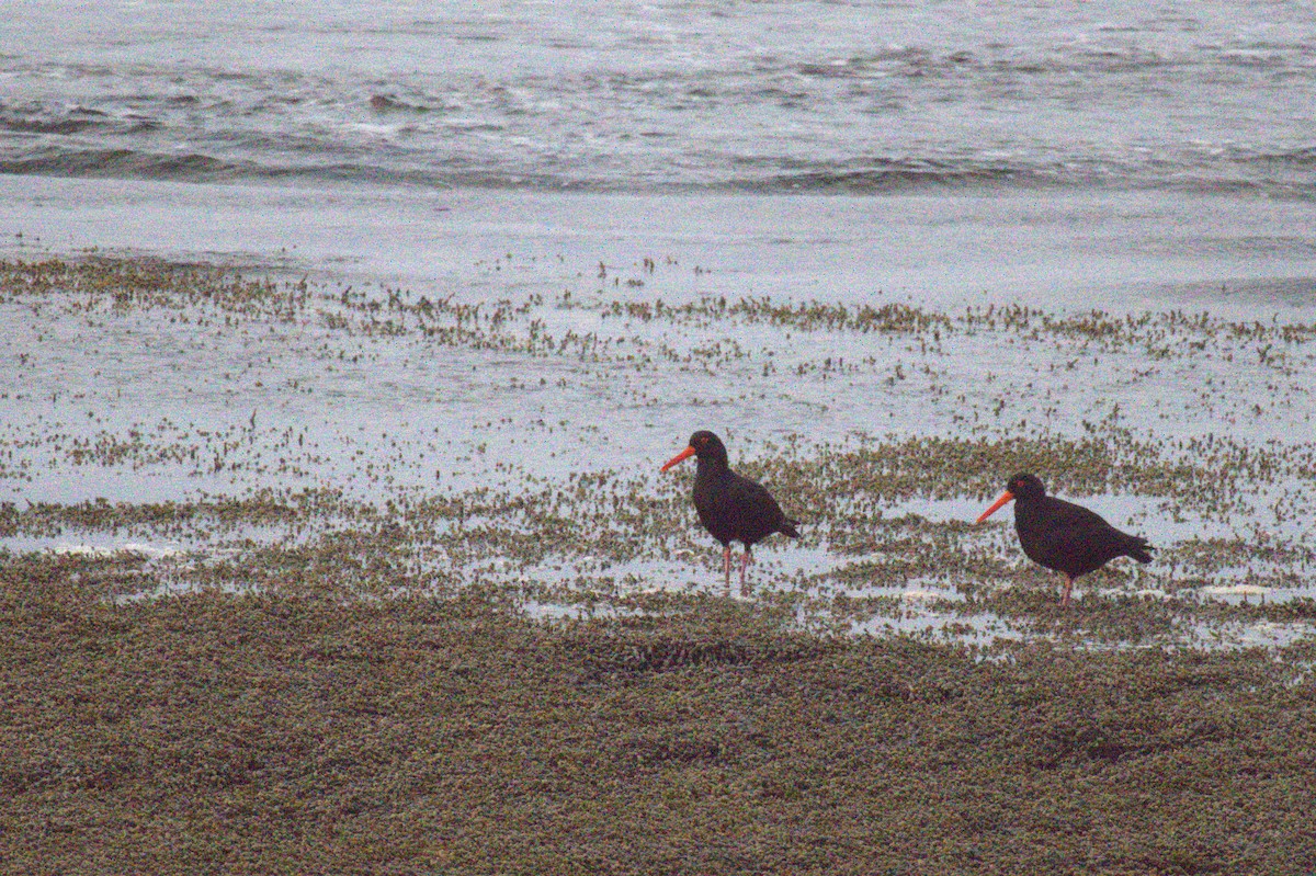 Sooty Oystercatcher - ML638827873