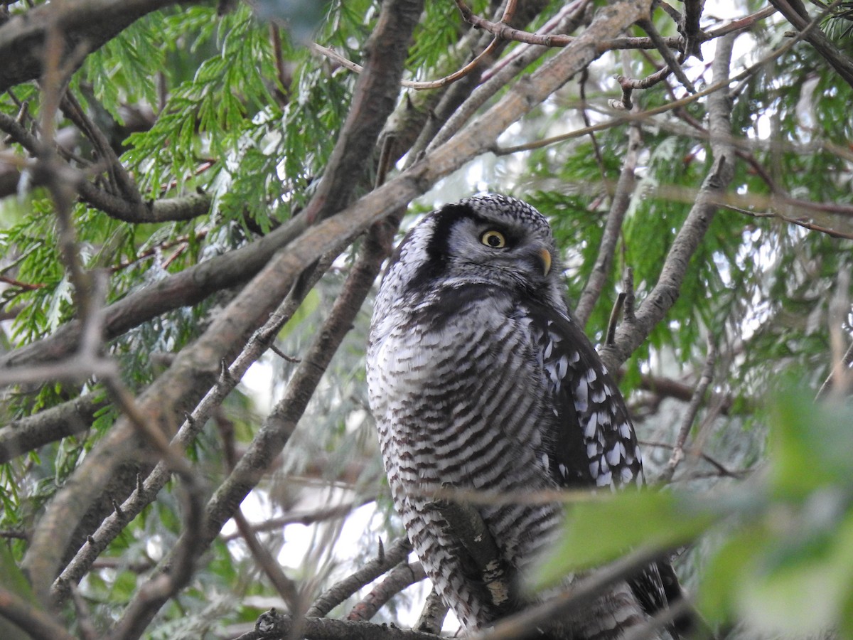 Northern Hawk Owl - ML638827875