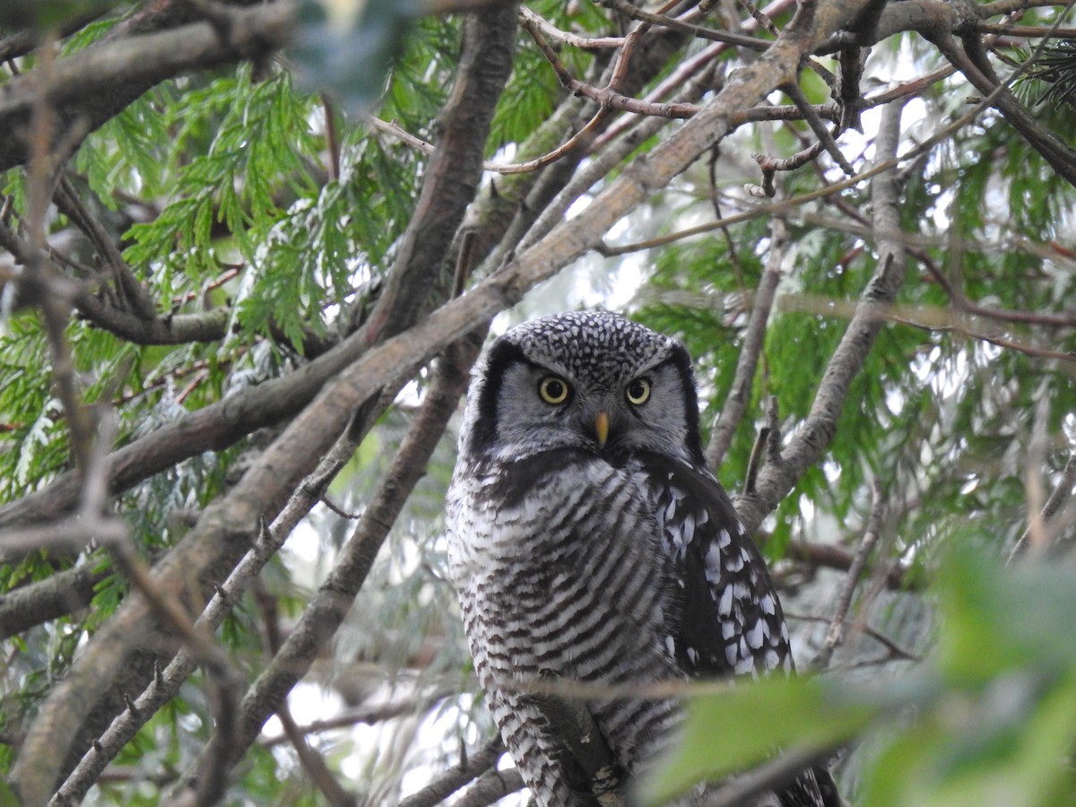 Northern Hawk Owl - ML638827877