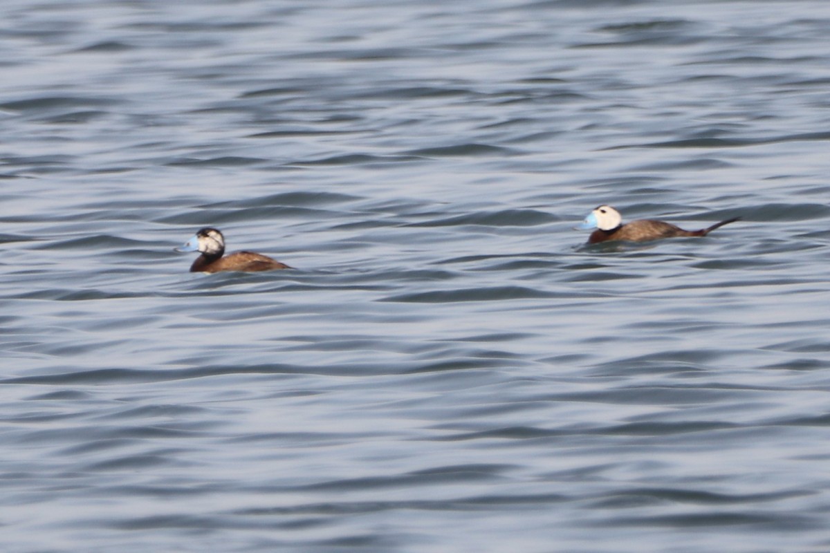 White-headed Duck - ML638827879