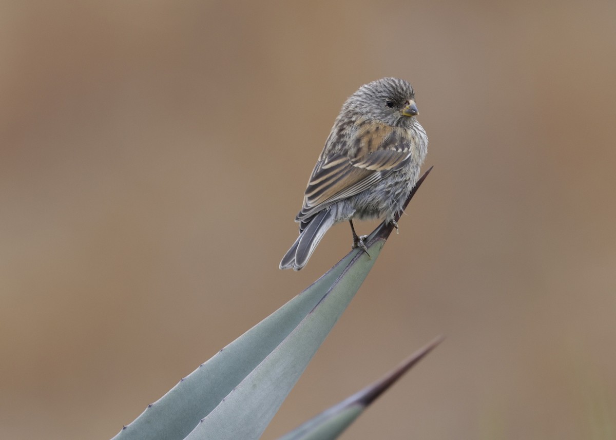 Band-tailed Seedeater - ML638827883