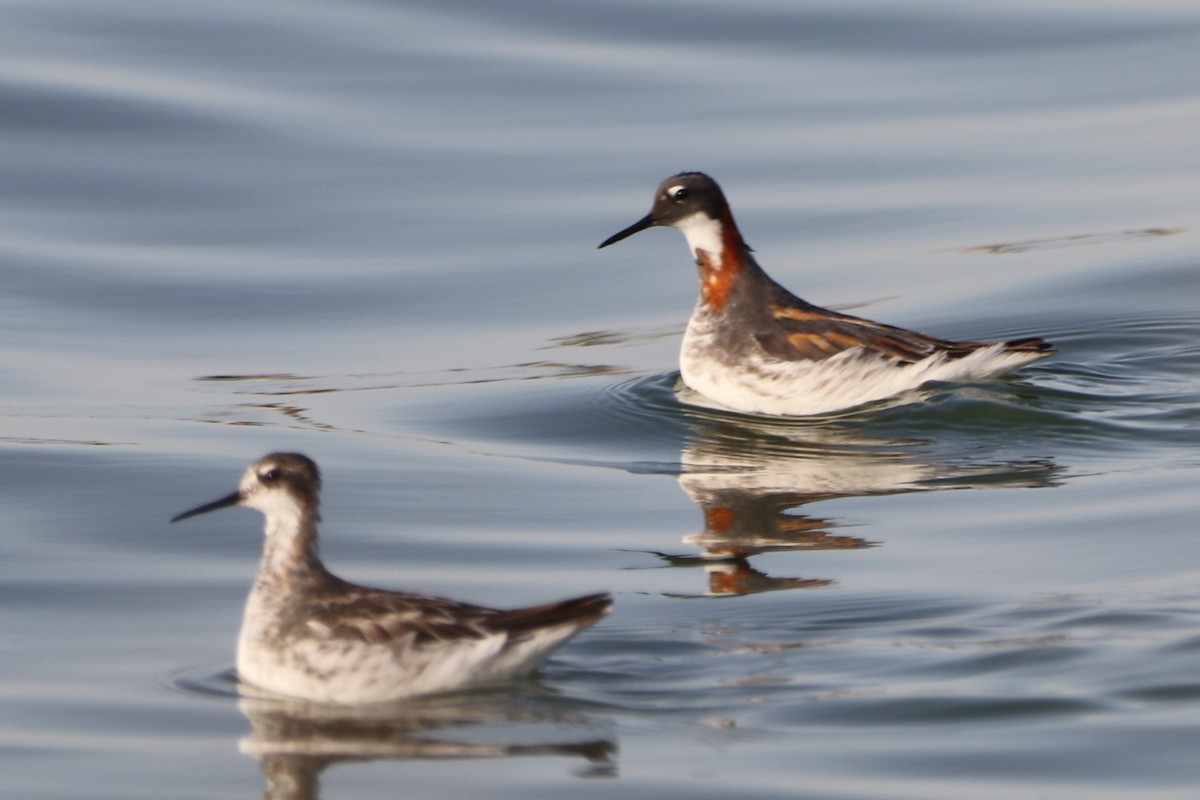 Red-necked Phalarope - ML638827884