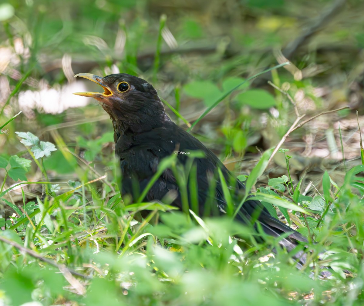 Chinese Blackbird - ML638827887