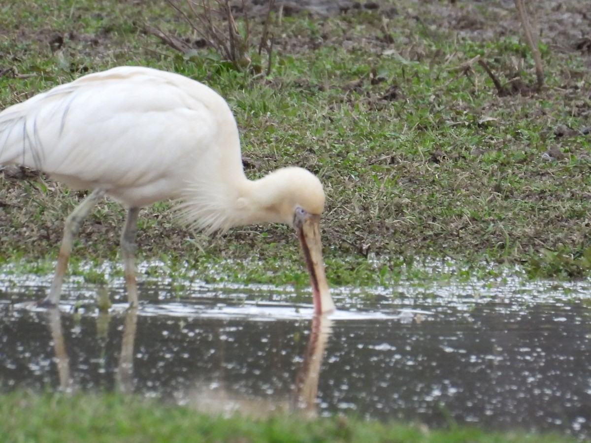 Yellow-billed Spoonbill - ML638827889