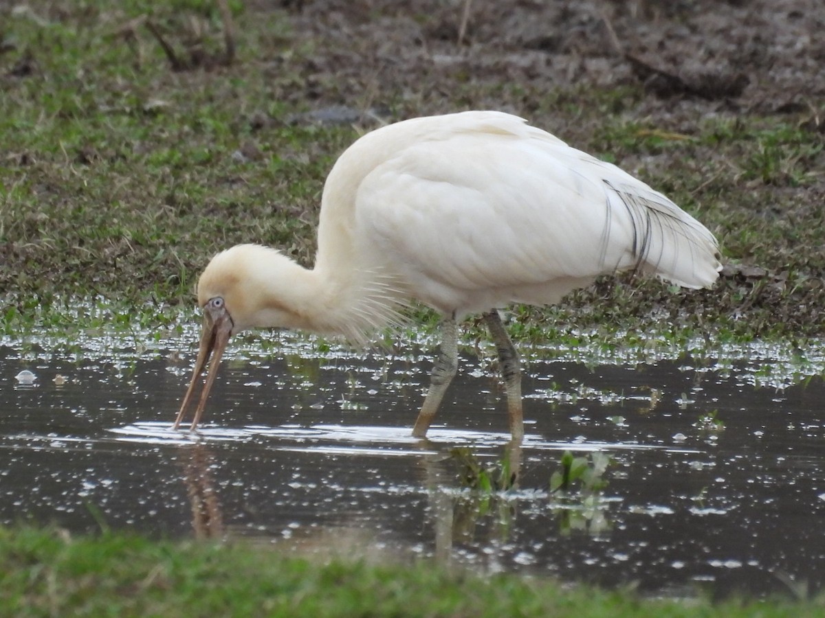 Yellow-billed Spoonbill - ML638827890