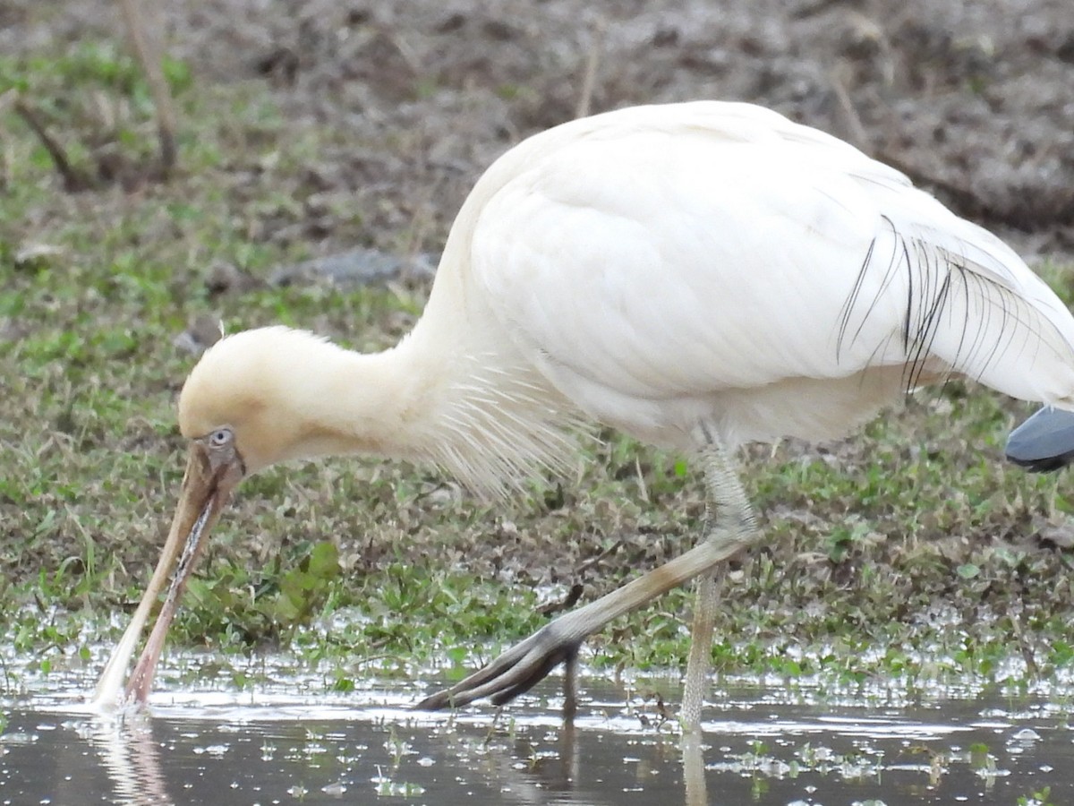 Yellow-billed Spoonbill - ML638827891