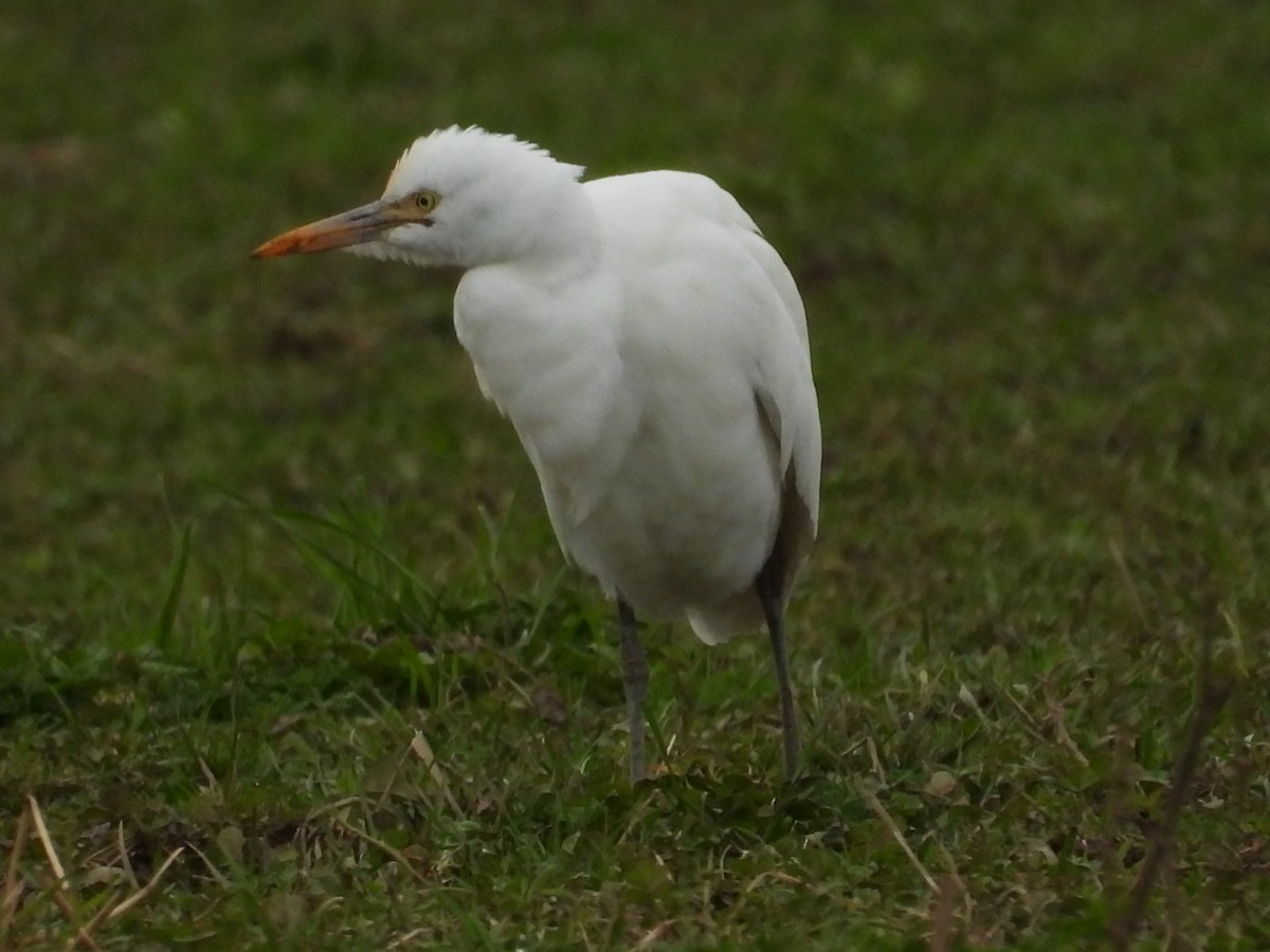Héron de Coromandel - ML638827897