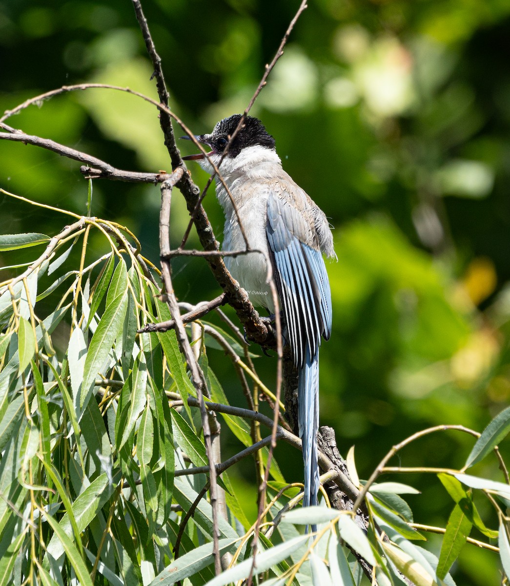 Pie-bleue à calotte noire - ML638827911