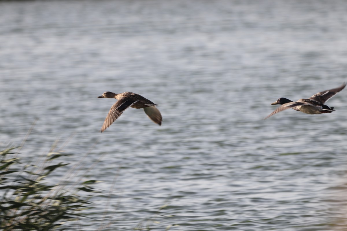 Canard colvert - ML638827924