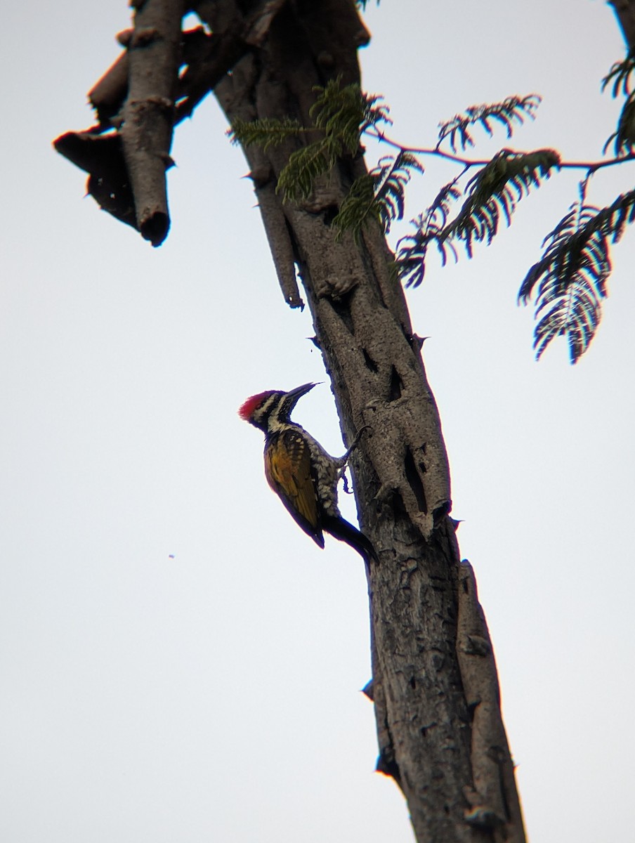 Black-rumped Flameback - ML638827928