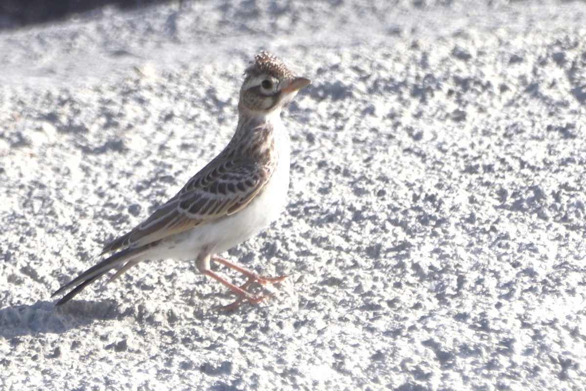 Turkestan Short-toed Lark - ML638827931