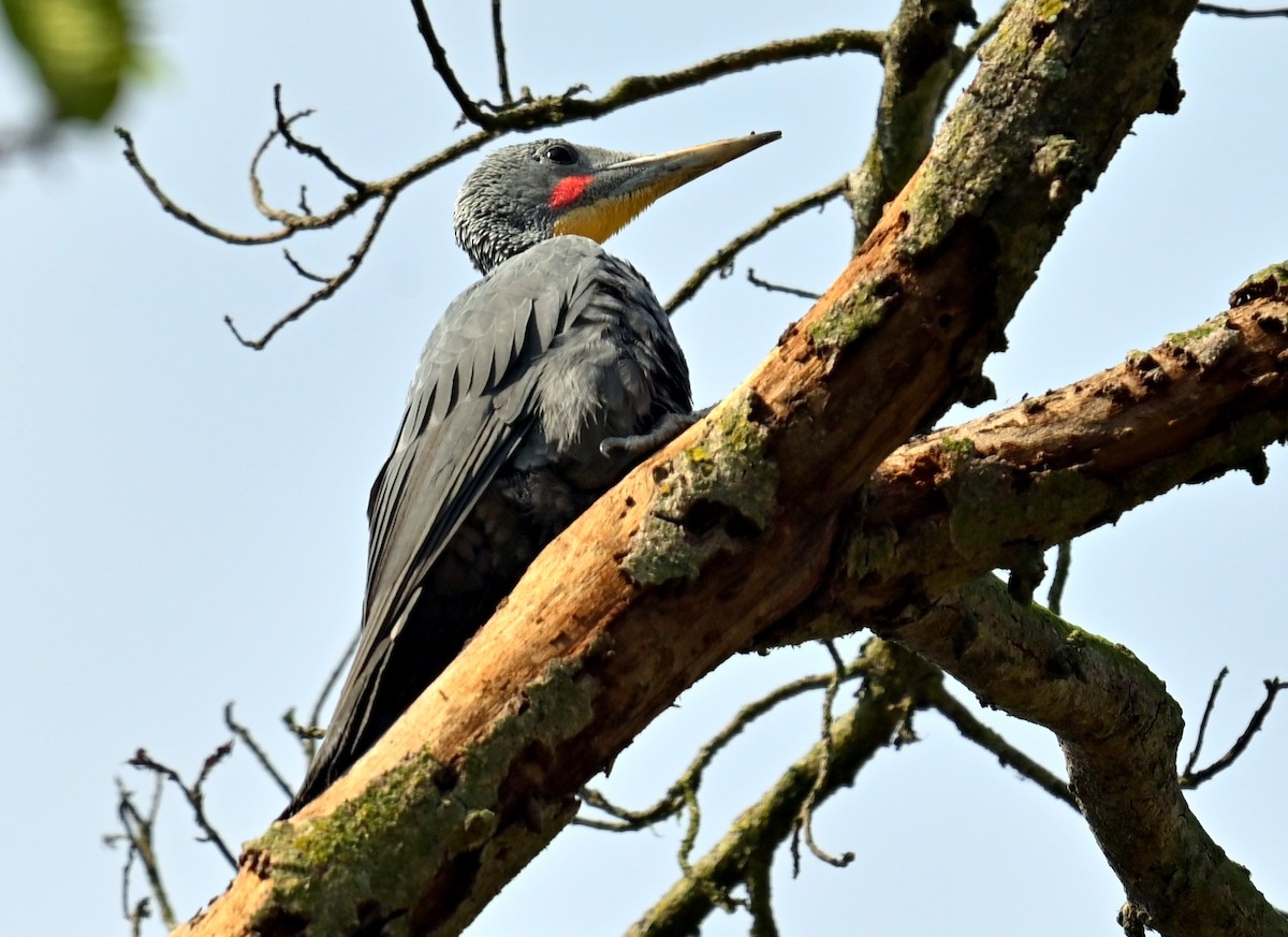 Great Slaty Woodpecker - ML638827935