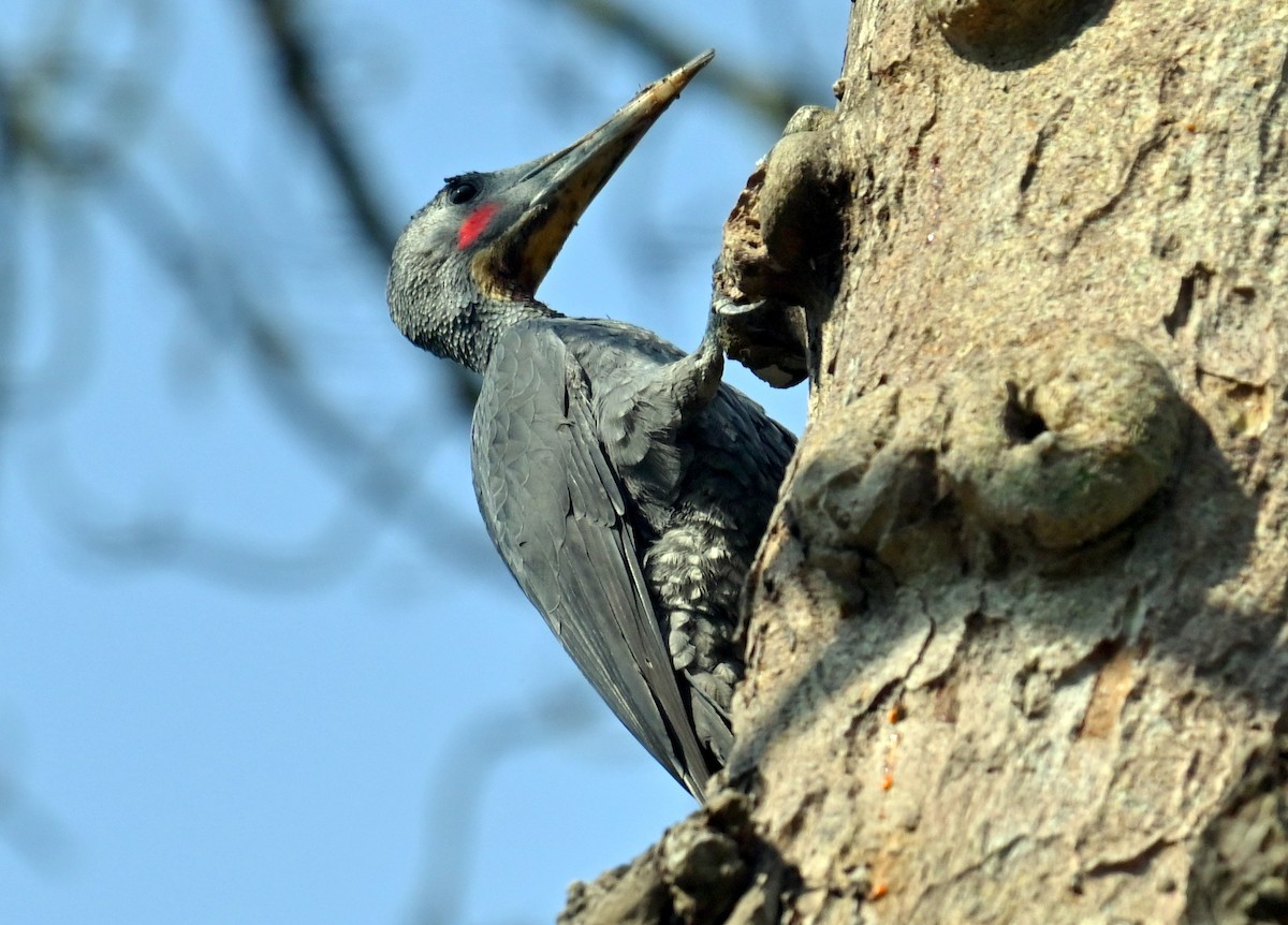 Great Slaty Woodpecker - ML638827937