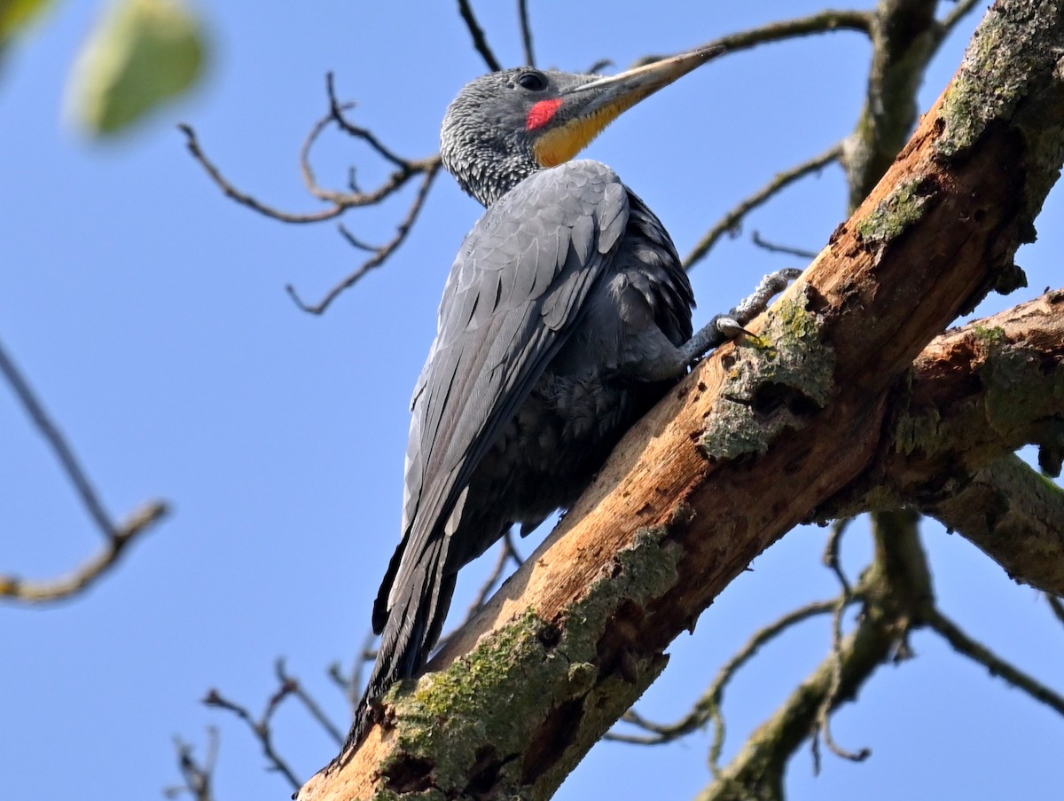 Great Slaty Woodpecker - ML638827938