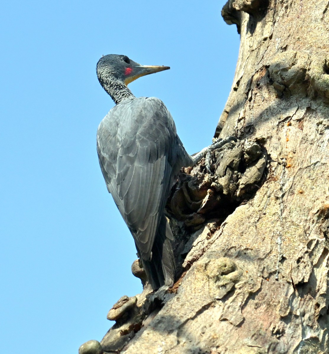 Great Slaty Woodpecker - ML638827939