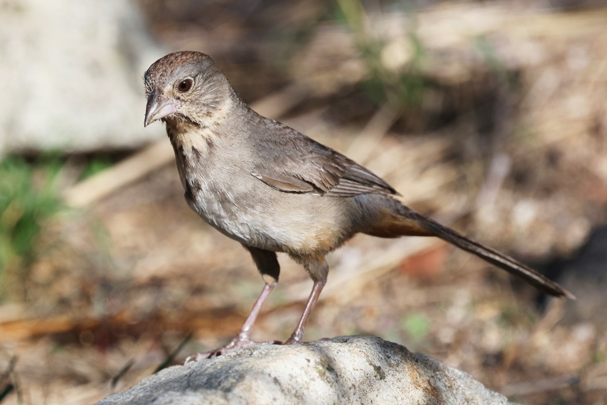 Canyon Towhee - ML638827940
