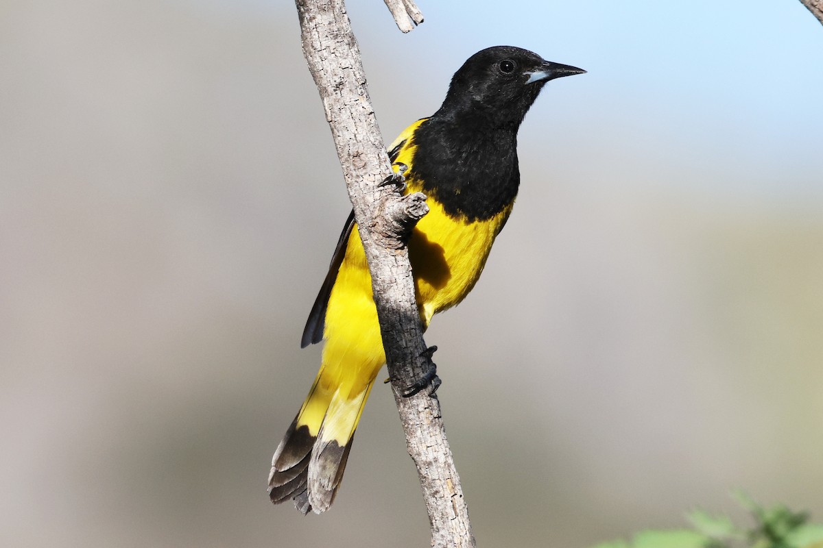 Scott's Oriole - ML638827944