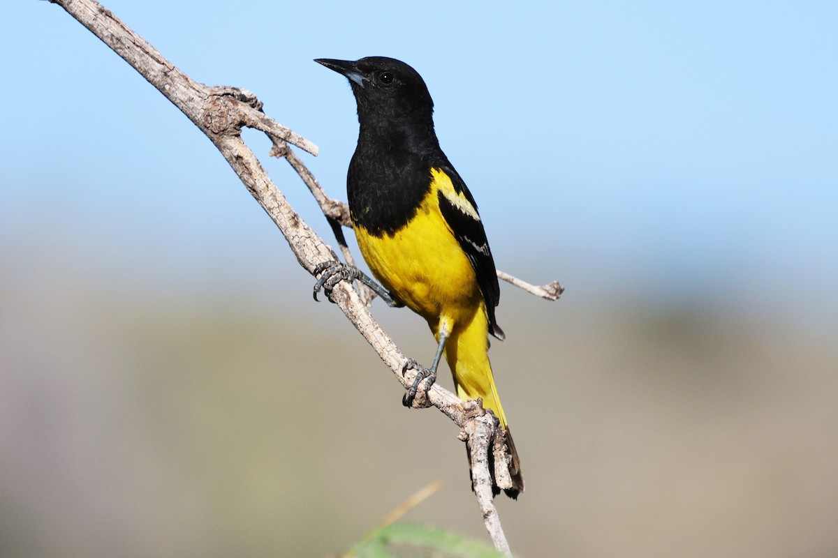 Scott's Oriole - ML638827946