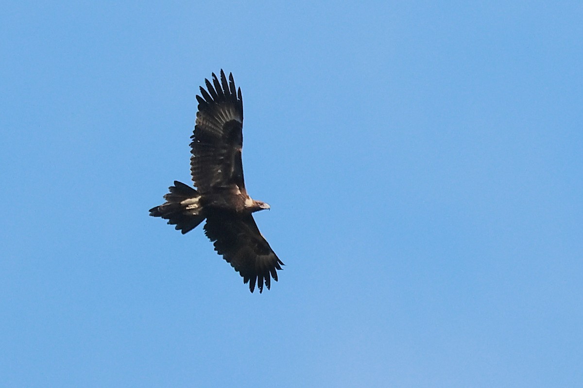 Wedge-tailed Eagle - ML638827948