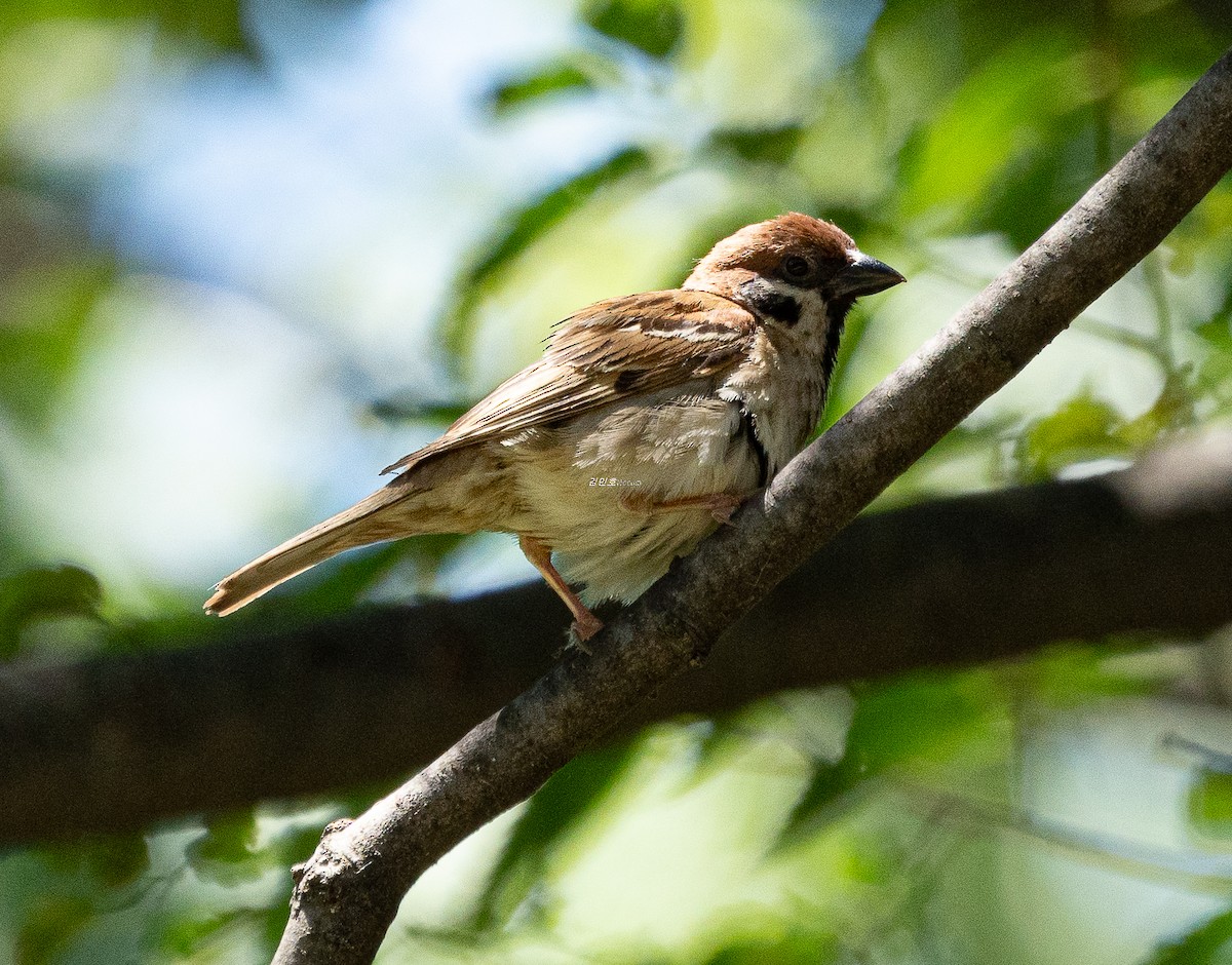 Eurasian Tree Sparrow - ML638827951