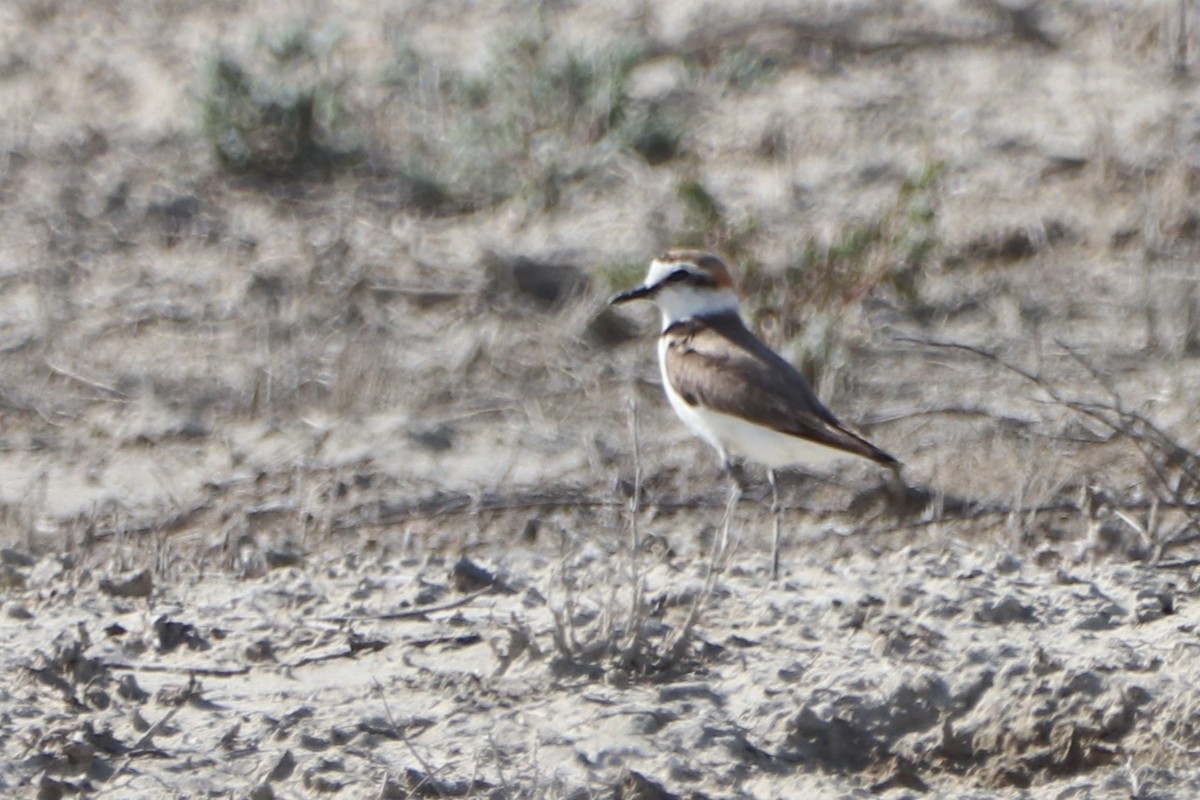 Kentish Plover - ML638827959