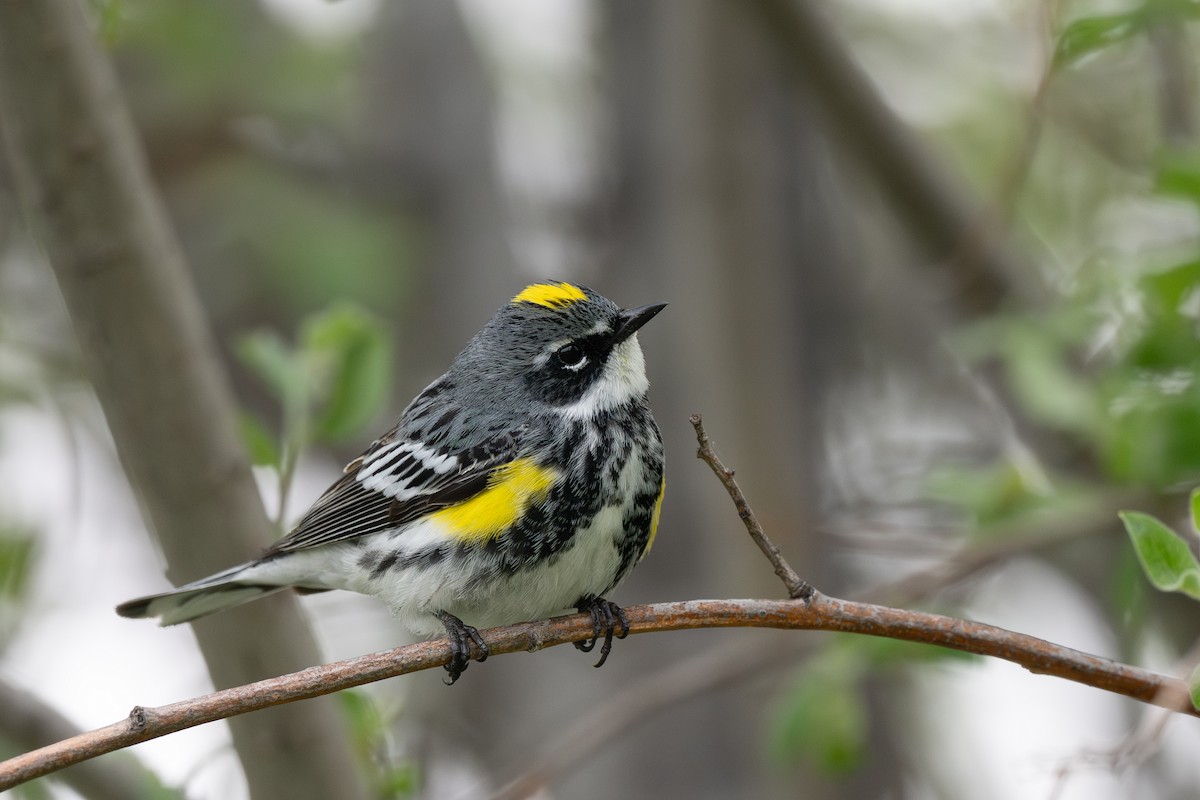 Yellow-rumped Warbler - ML638827963