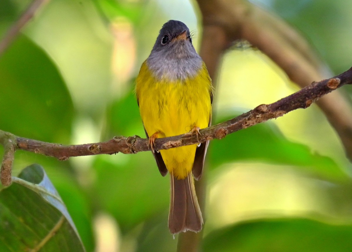 Gray-headed Canary-Flycatcher - ML638827966