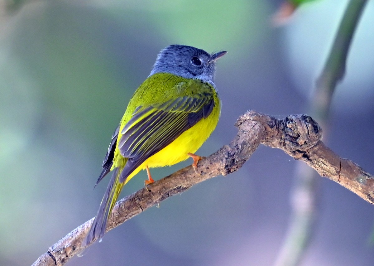 Gray-headed Canary-Flycatcher - ML638827967