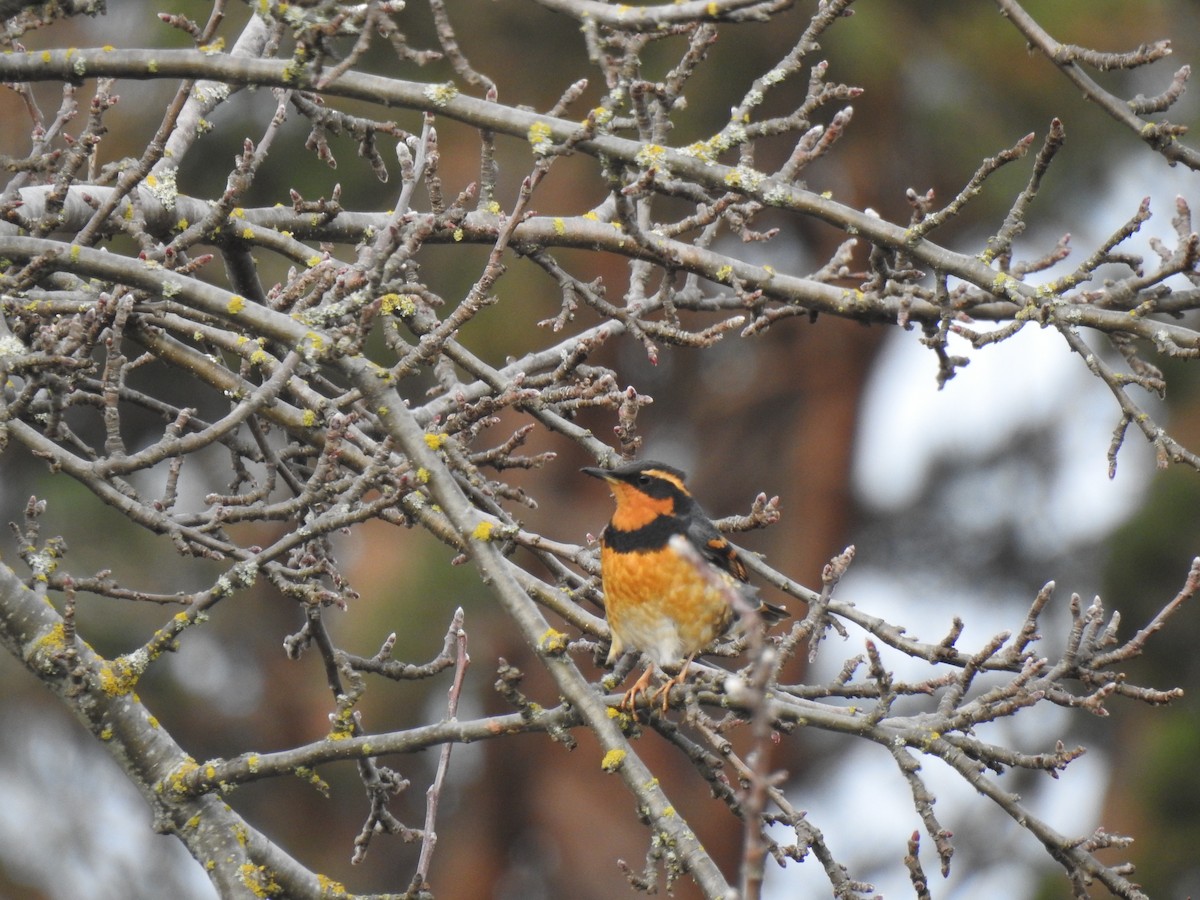 Varied Thrush - ML638827968