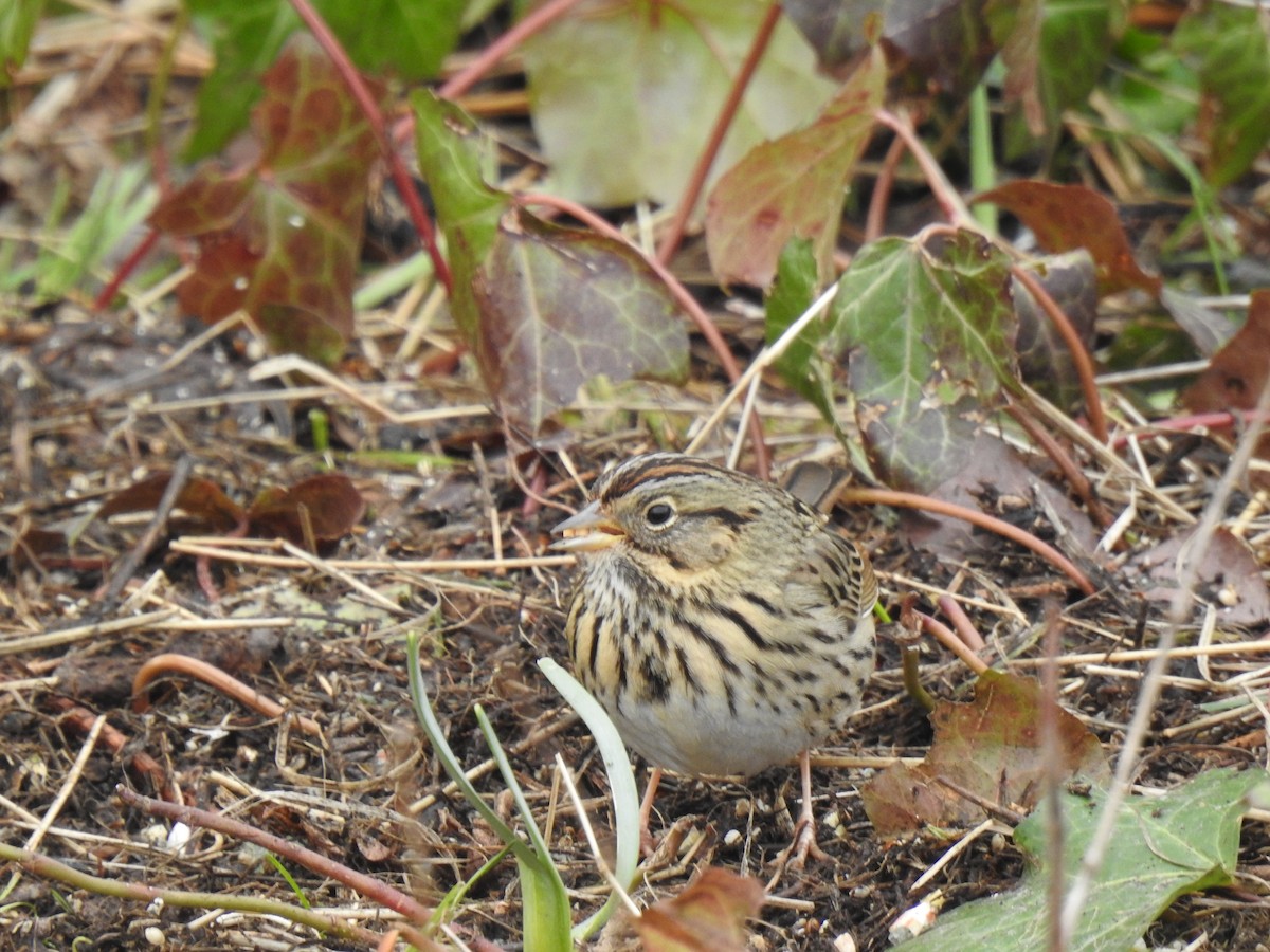 Lincoln's Sparrow - ML638827972