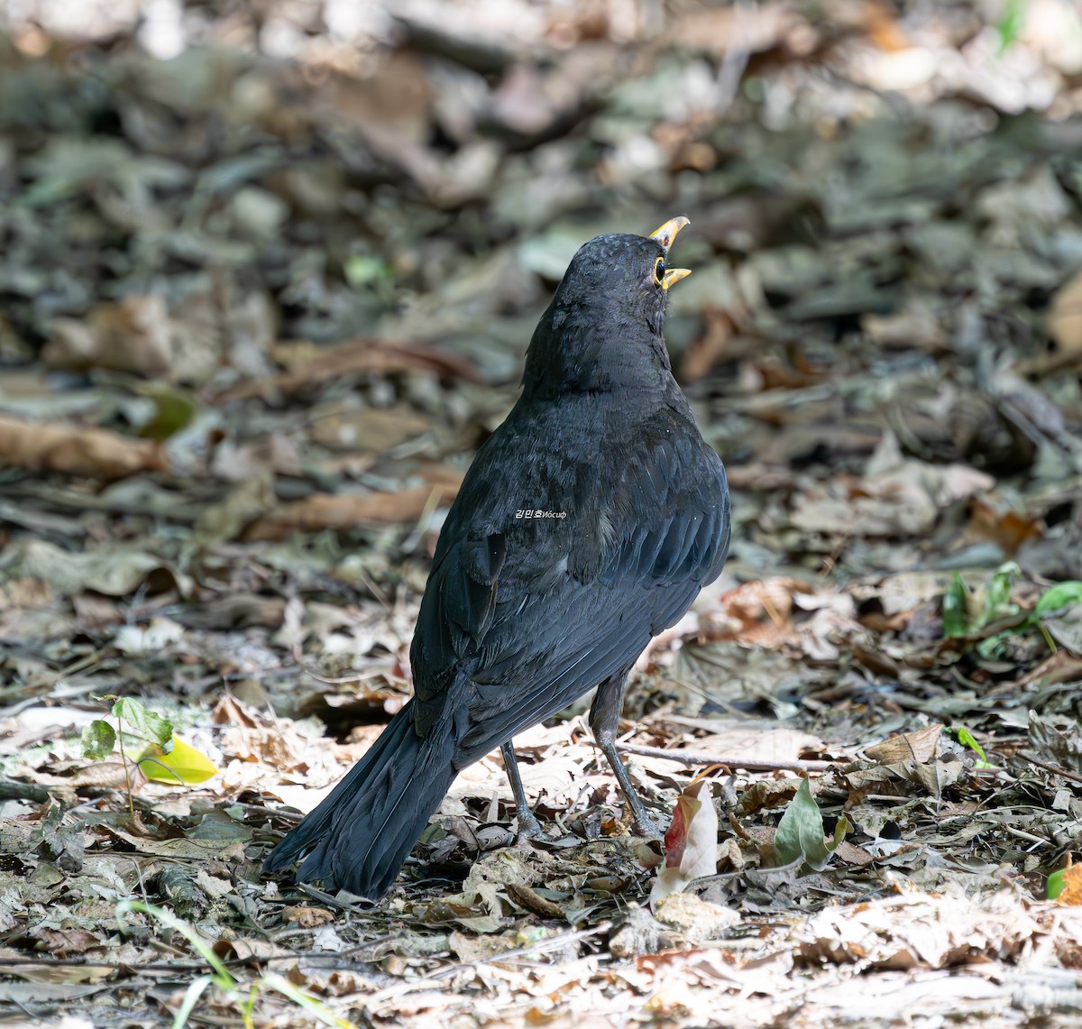 Chinese Blackbird - ML638827974