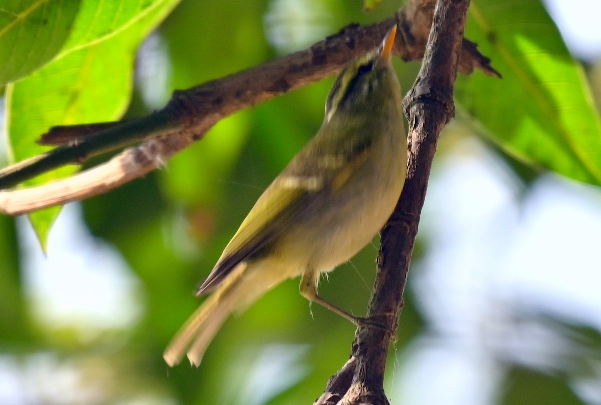 Blyth's Leaf Warbler - ML638827981