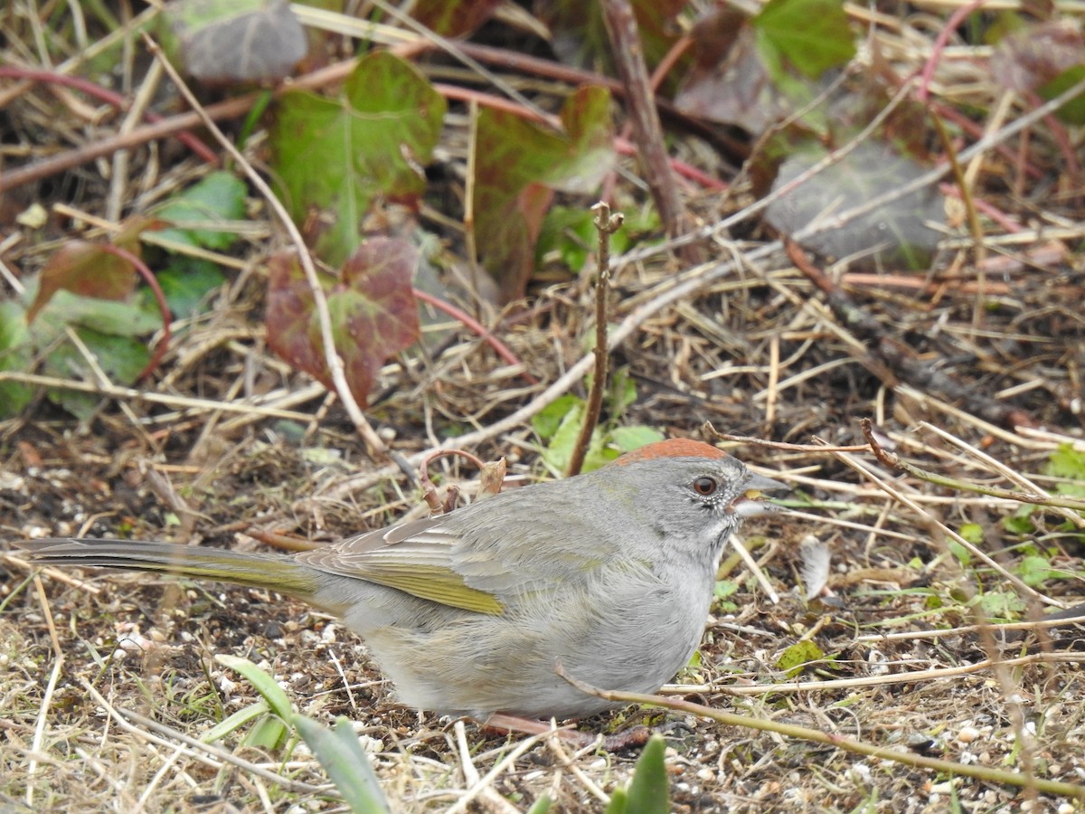 Green-tailed Towhee - ML638827982