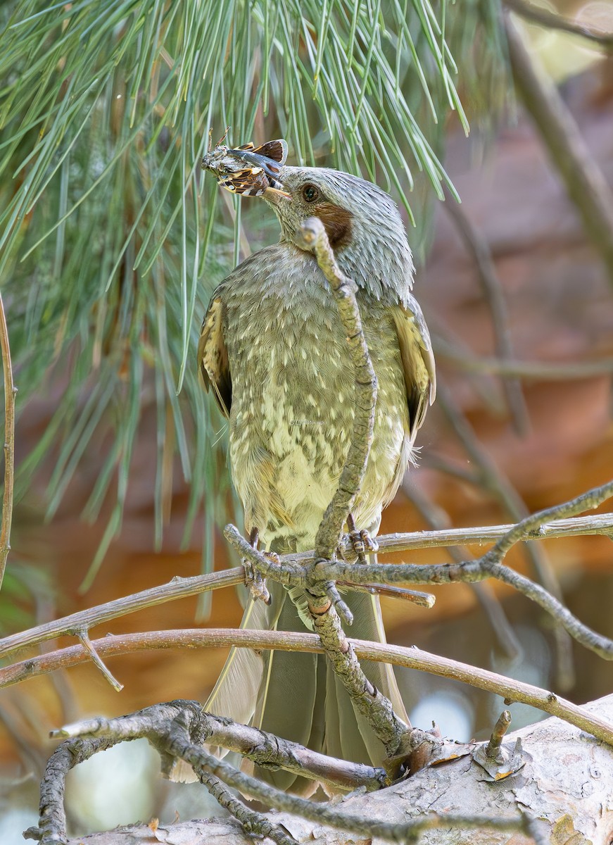 Brown-eared Bulbul - ML638827984