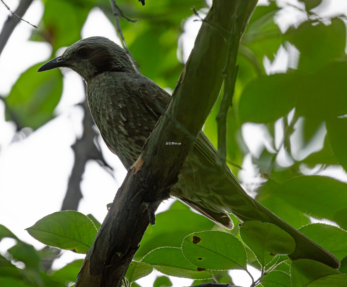 Brown-eared Bulbul - ML638827985