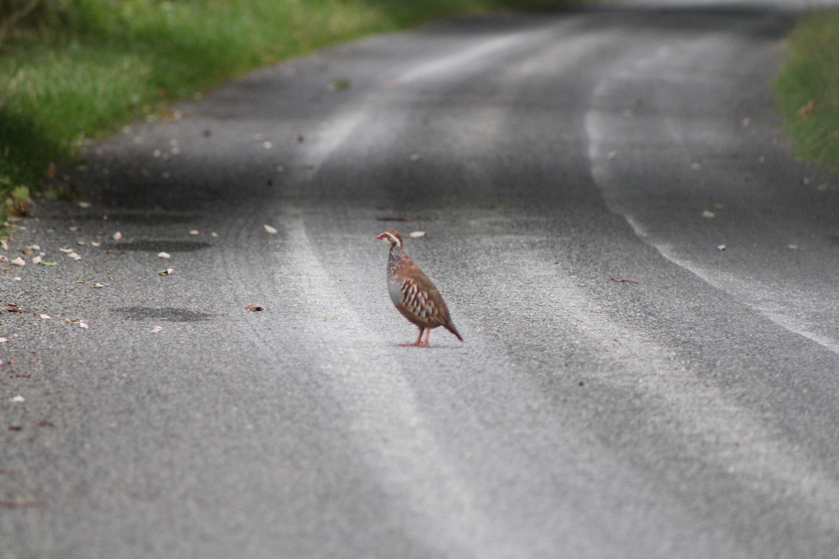 Red-legged Partridge - ML638827986