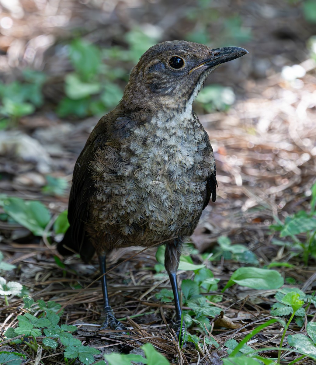 Chinese Blackbird - ML638827989