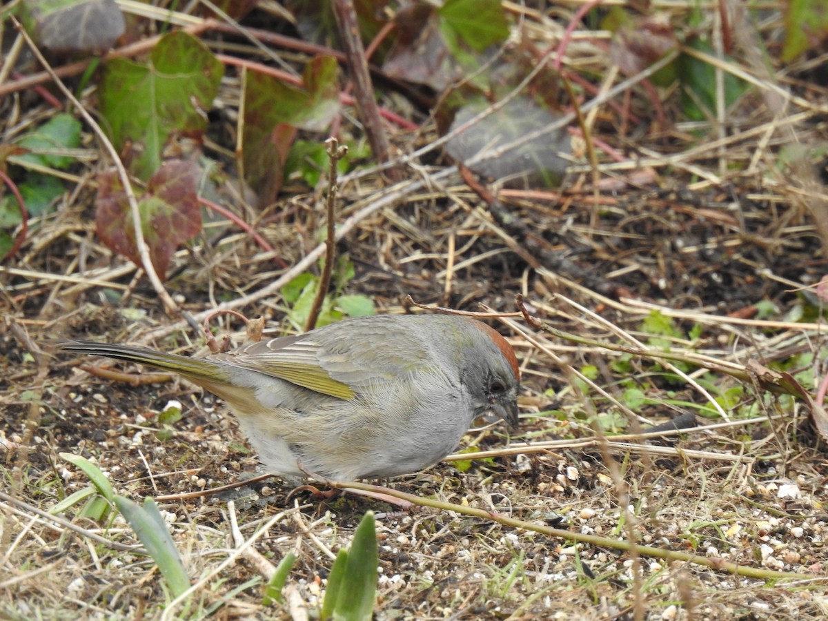Green-tailed Towhee - ML638827991