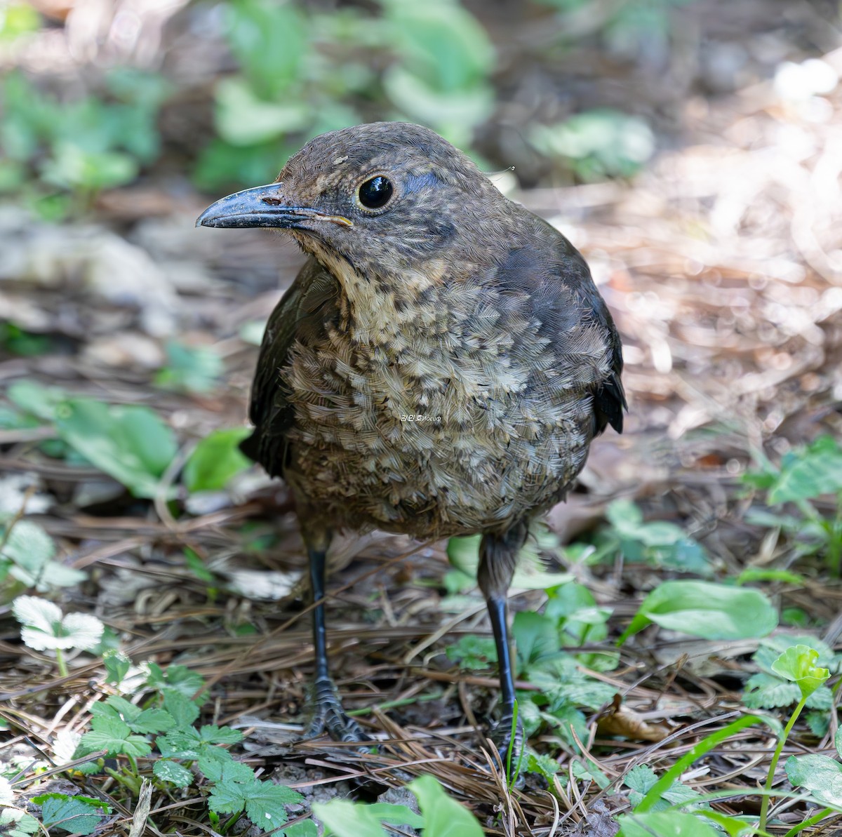 Chinese Blackbird - ML638827992