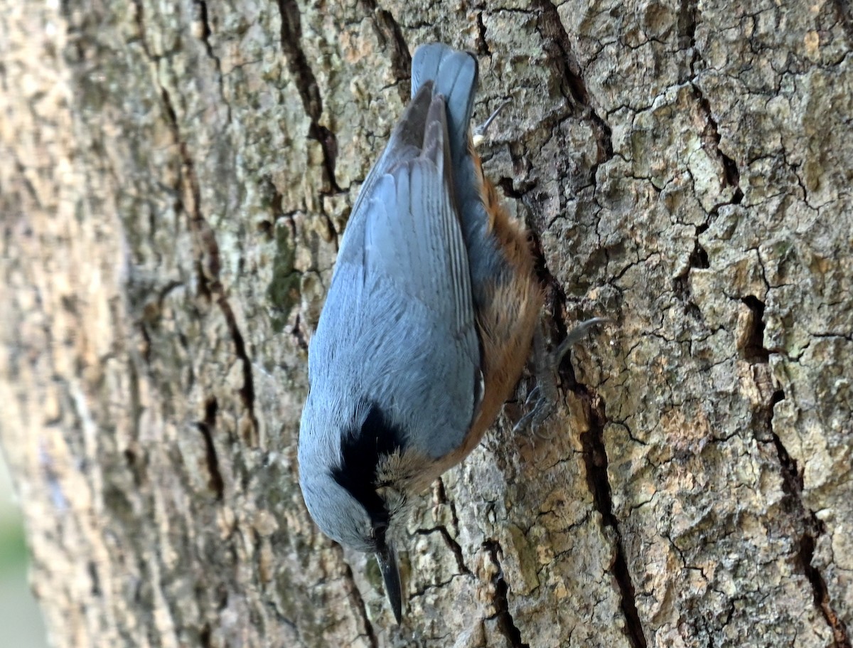 Indian Nuthatch - ML638827993