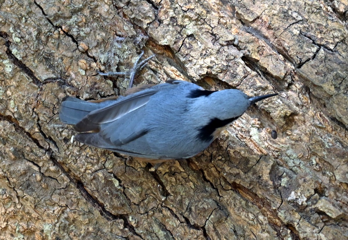 Indian Nuthatch - ML638827994