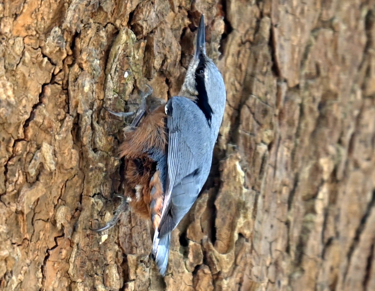 Indian Nuthatch - ML638827995