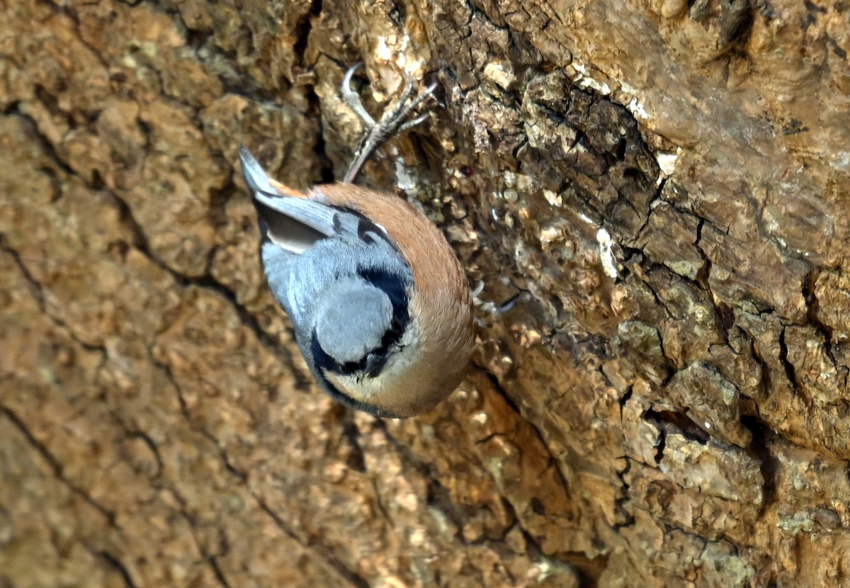Indian Nuthatch - ML638827996