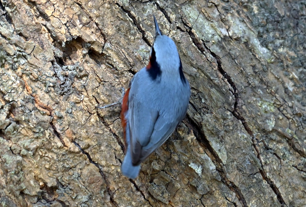 Indian Nuthatch - ML638827997