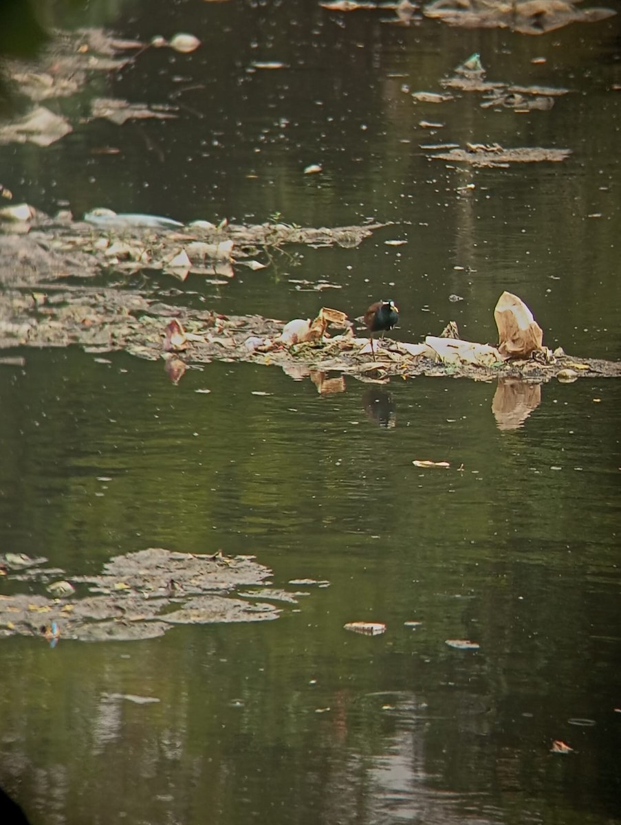 Bronze-winged Jacana - ML638827998