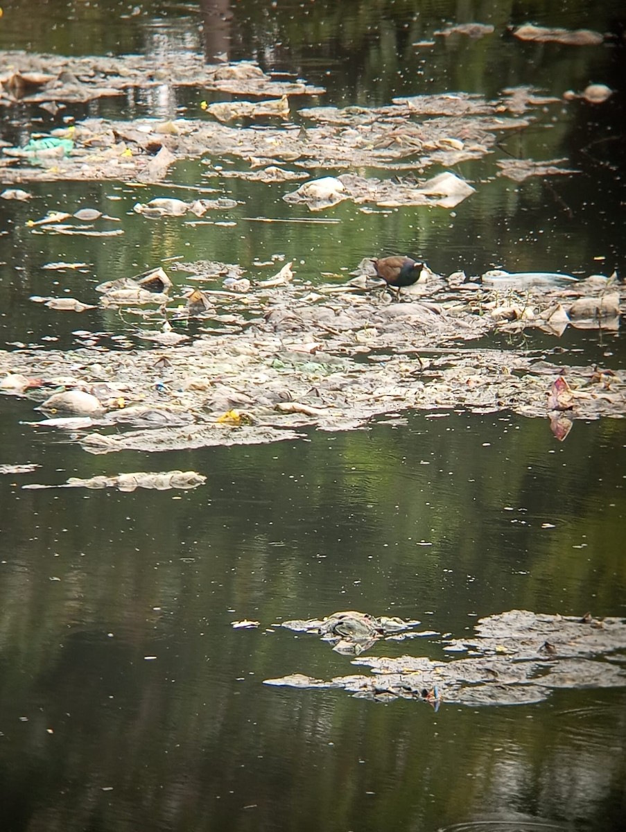 Bronze-winged Jacana - ML638828000